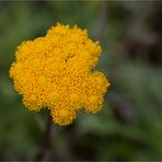 Gelber Leberbalsam (Lonas annua)