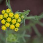 Gelber Leberbalsam (Lonas annua)..