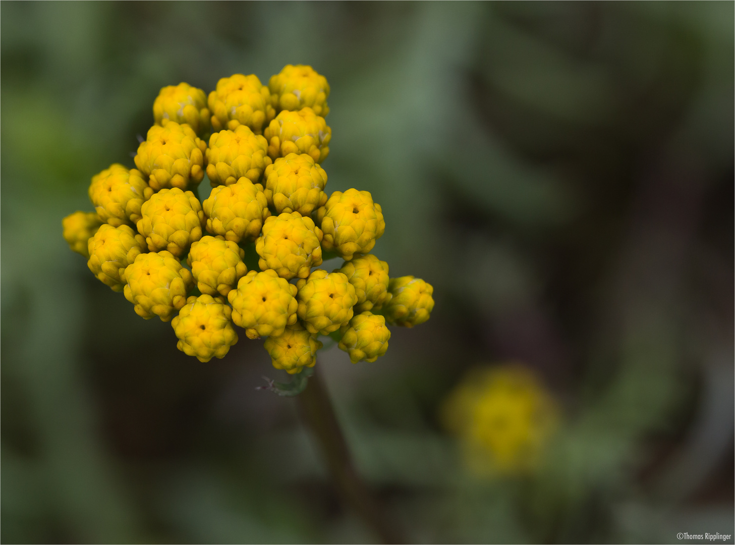 Gelber Leberbalsam (Lonas annua)...