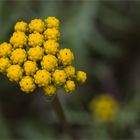 Gelber Leberbalsam (Lonas annua)...