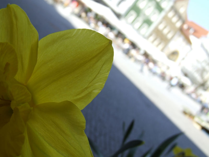 Gelber Lichtblick im grau der Stadt