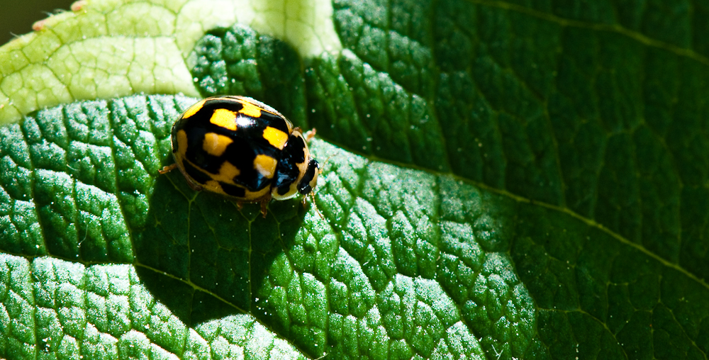 Gelber Marienkäfer!? Foto & Bild tiere, wildlife, insekten Bilder auf
