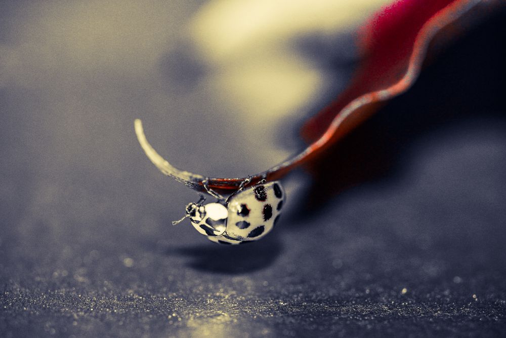 Gelber Marienkäfer Foto & Bild tiere, jahreszeiten, herbst Bilder auf