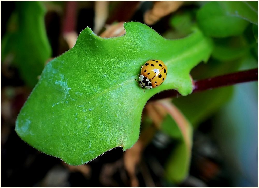 gelber Marienkäfer Foto & Bild tiere, wildlife, insekten Bilder auf
