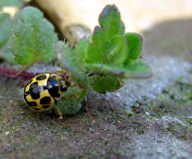 gelber marienkäfer Foto & Bild tiere, wildlife, insekten Bilder auf