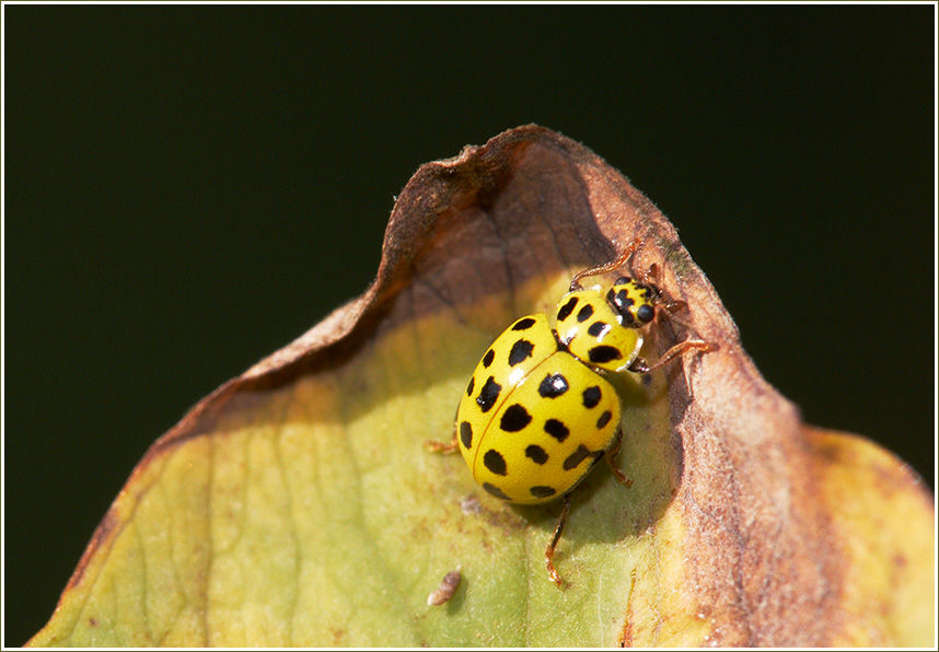 Gelber Marienkäfer der ZweiundzwanzigpunktMarienkäfer Foto & Bild tiere, wildlife, insekten
