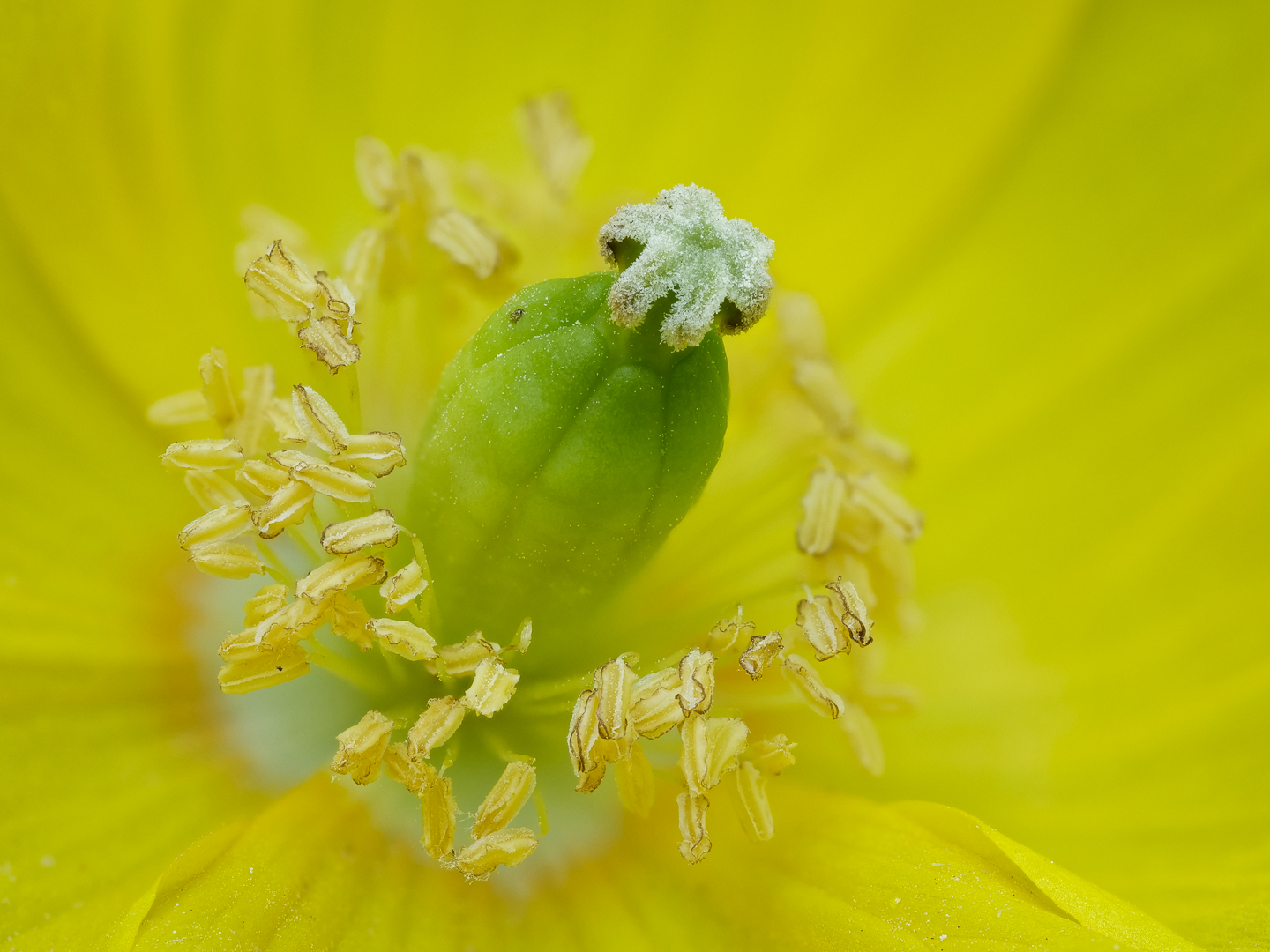 Gelber Mohn