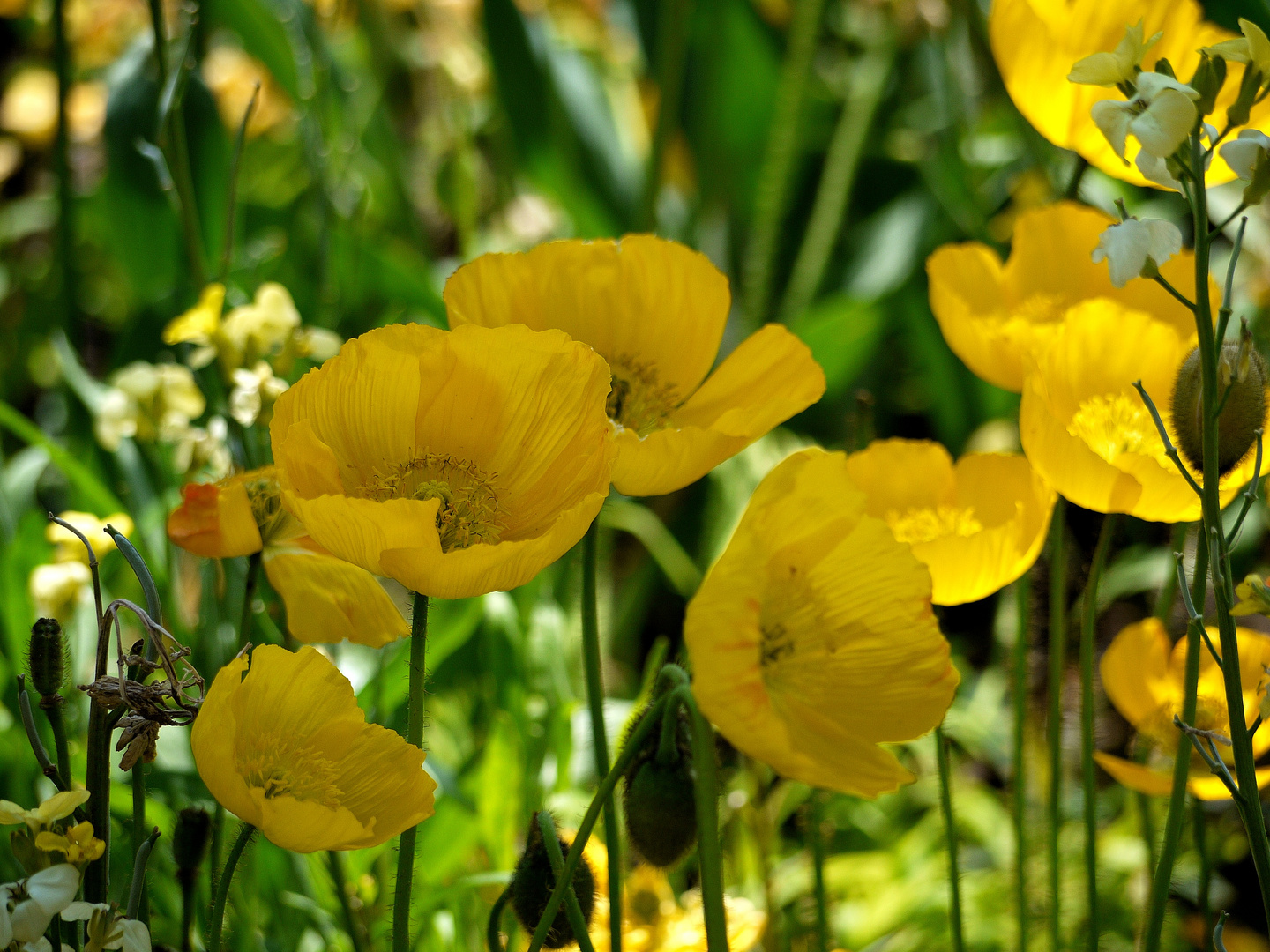 Gelber Mohn!