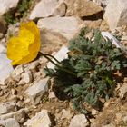 Gelber Mohn