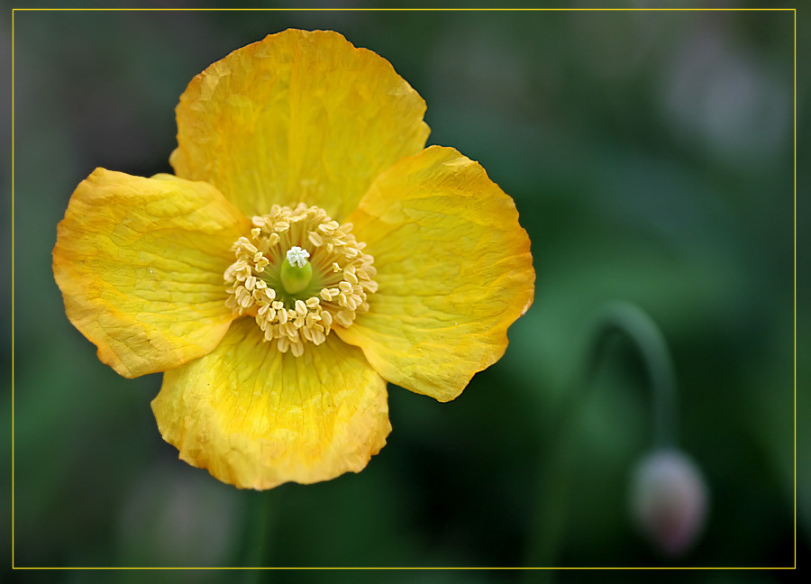 Gelber Mohn