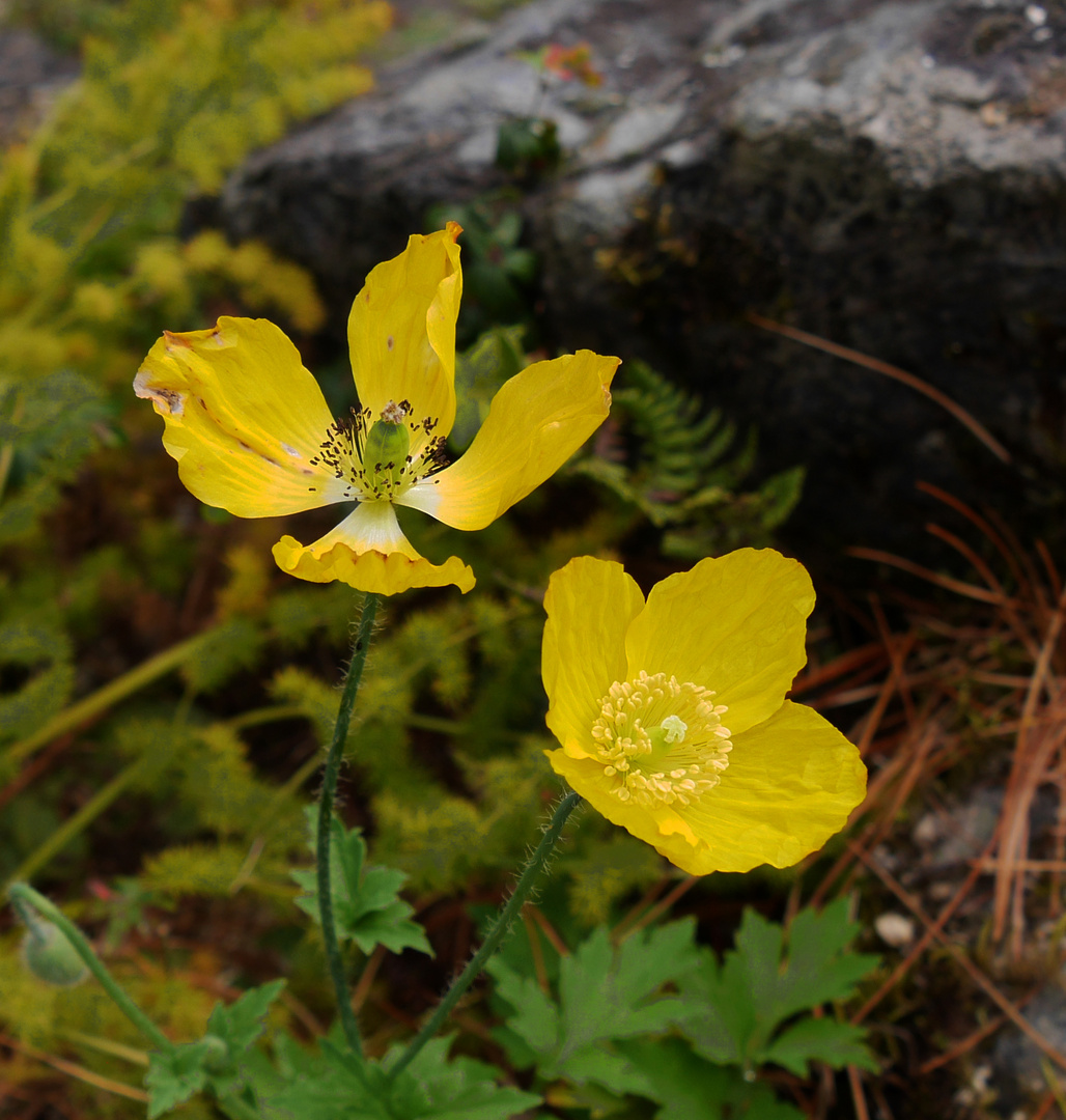 gelber Mohn