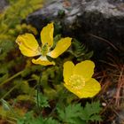 gelber Mohn