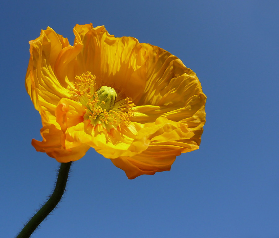 ~ gelber Mohn ~