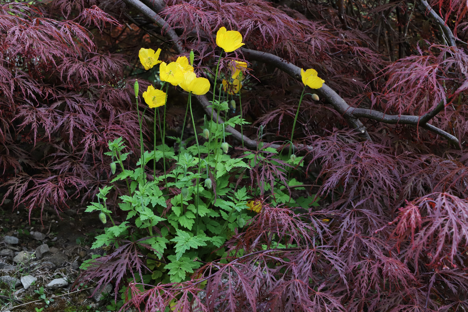 Gelber Mohn (2019_04_30_EOS 6D Mark II_1589_ji)