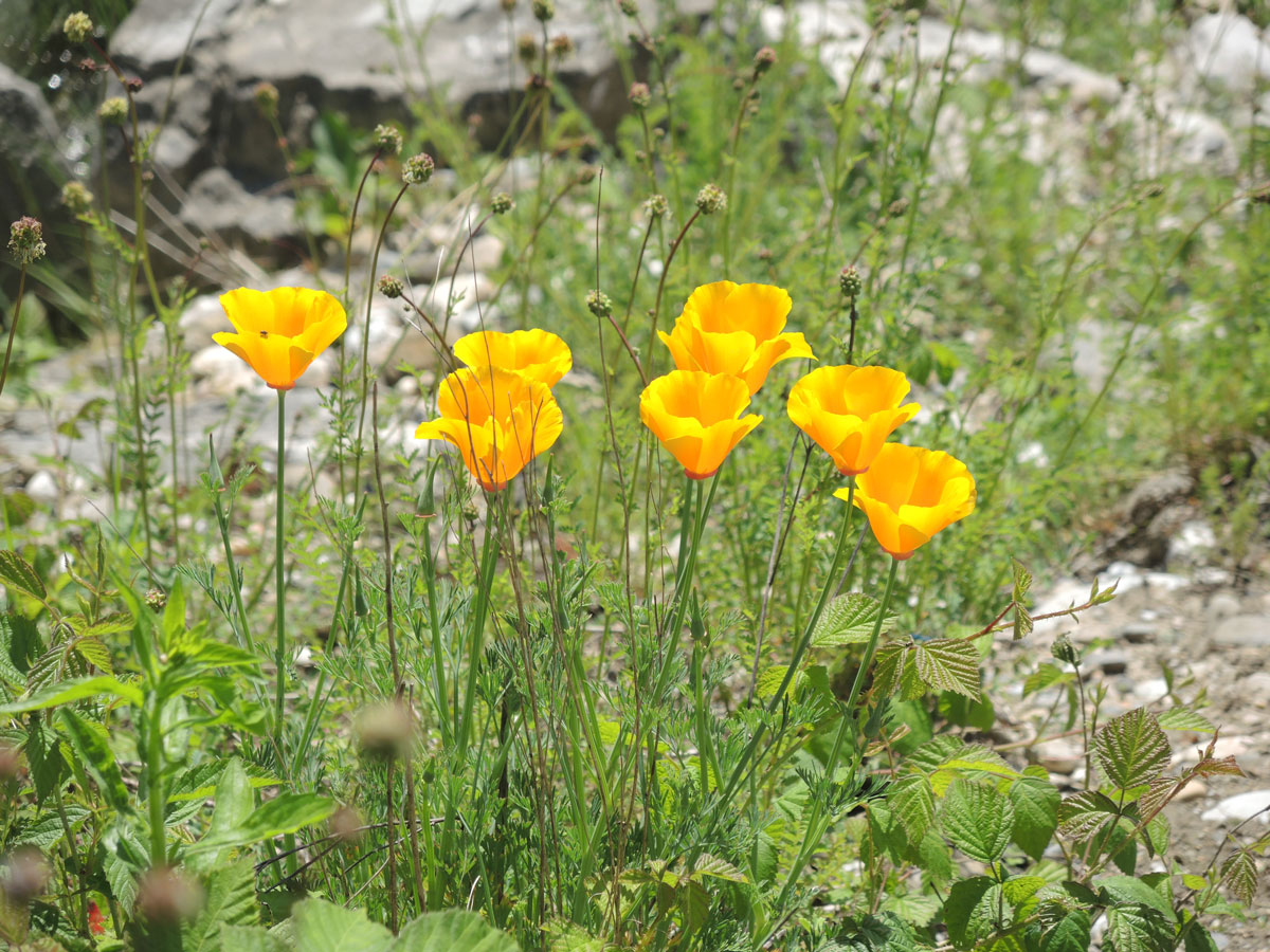 gelber Mohn