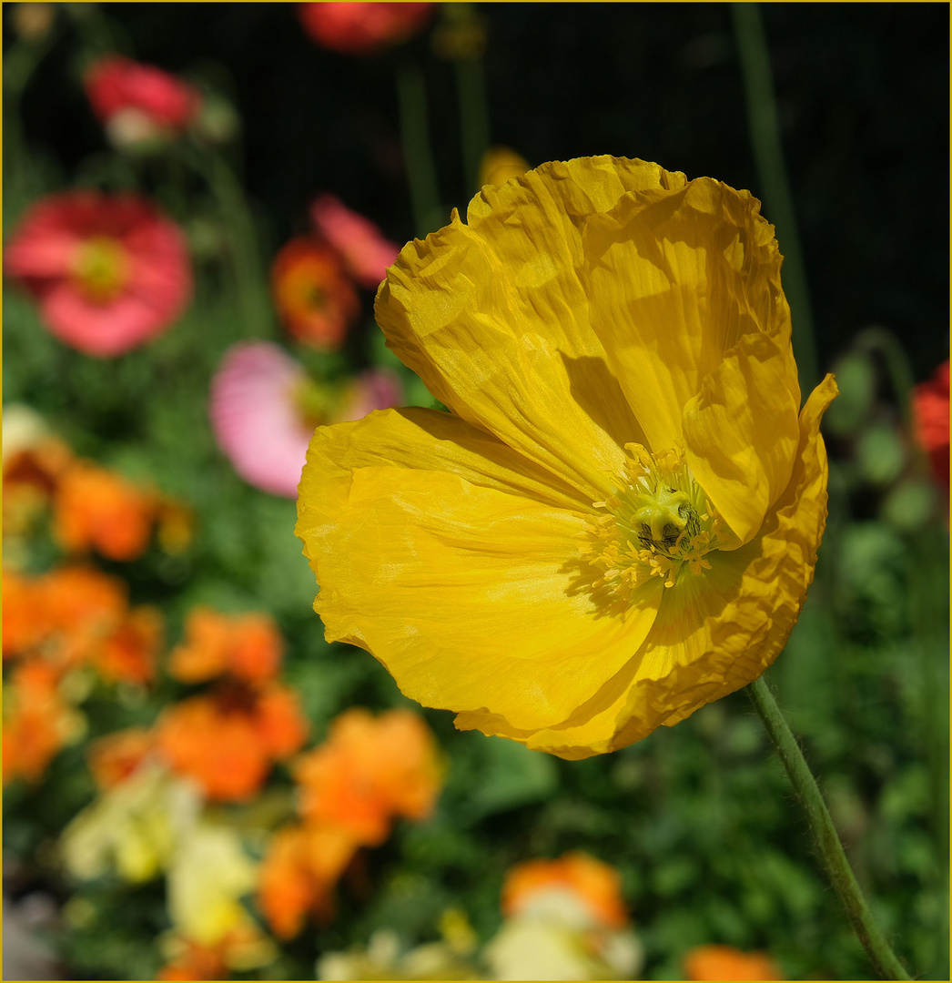 Gelber Mohn