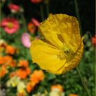 Gelber Mohn