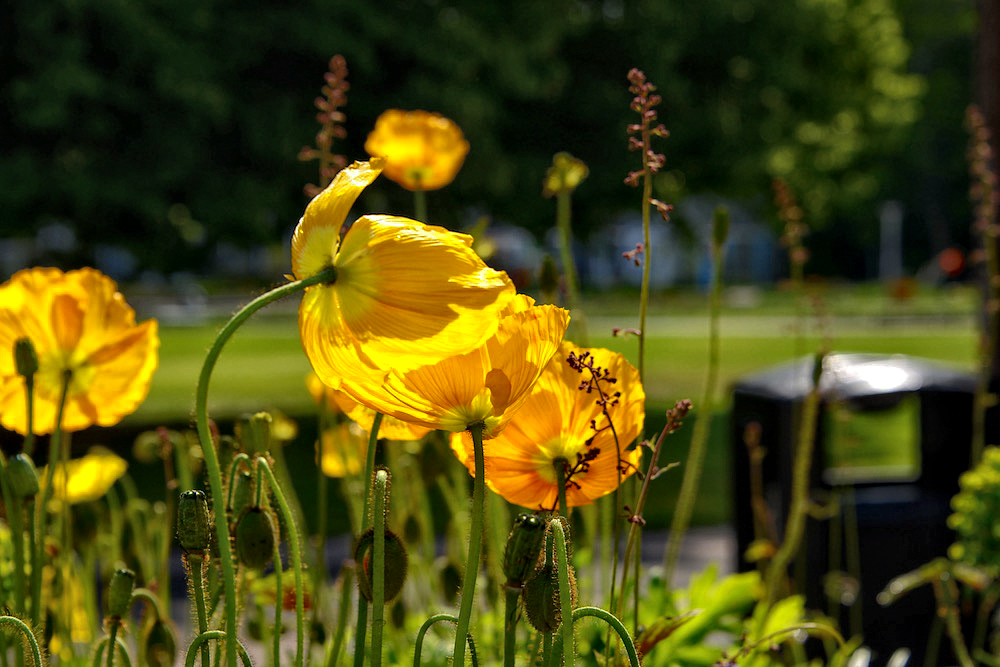 ... gelber mohn ...