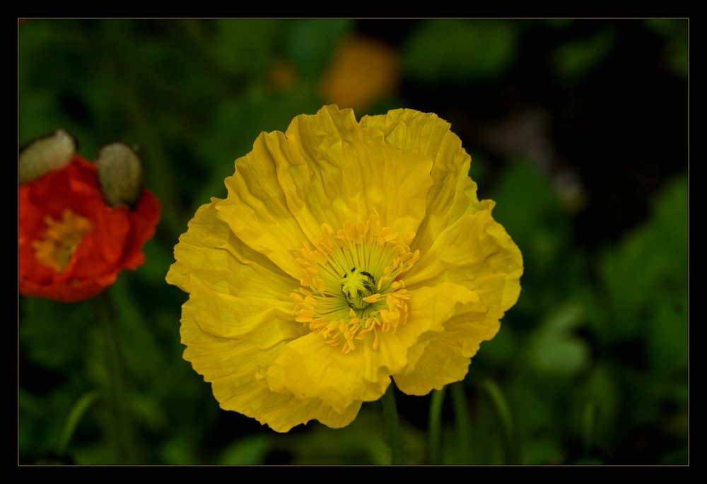 Gelber Mohn