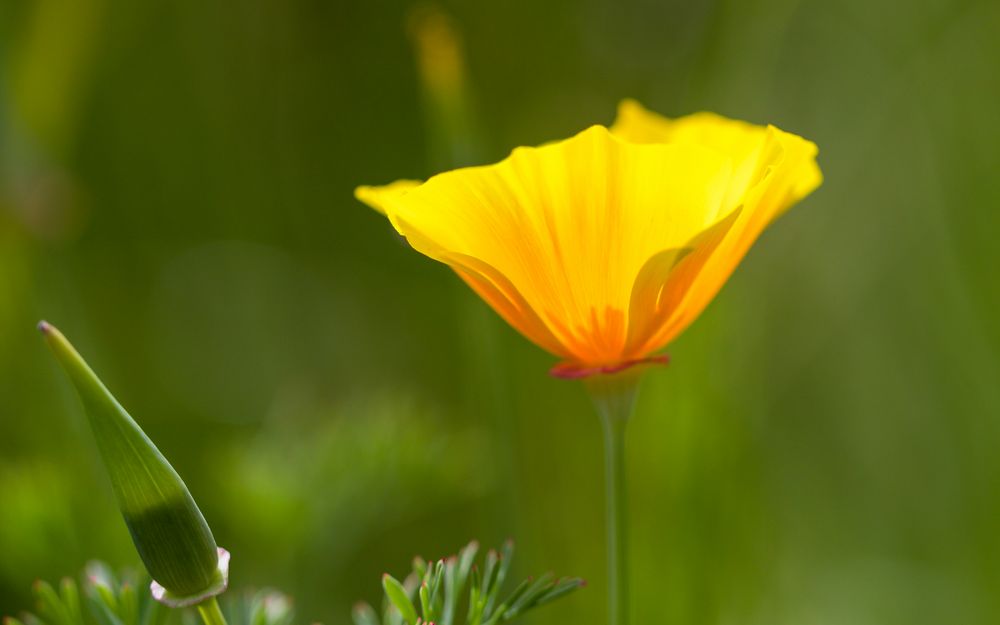 Gelber Mohn