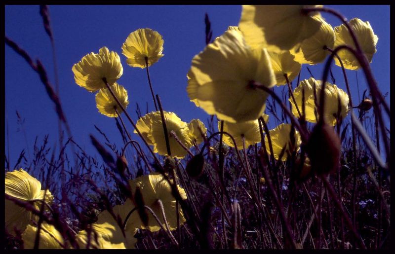 Gelber Mohn