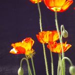 Gelber Mohn