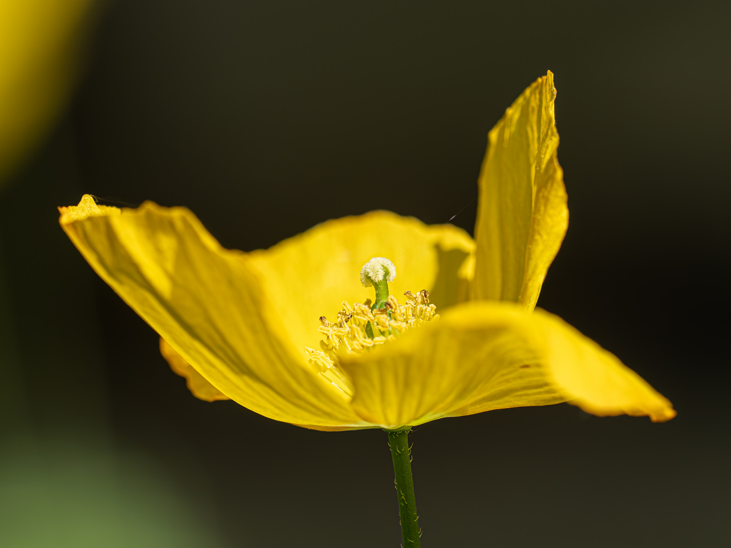 gelber Mohn