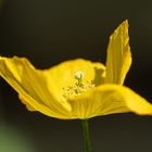 gelber Mohn