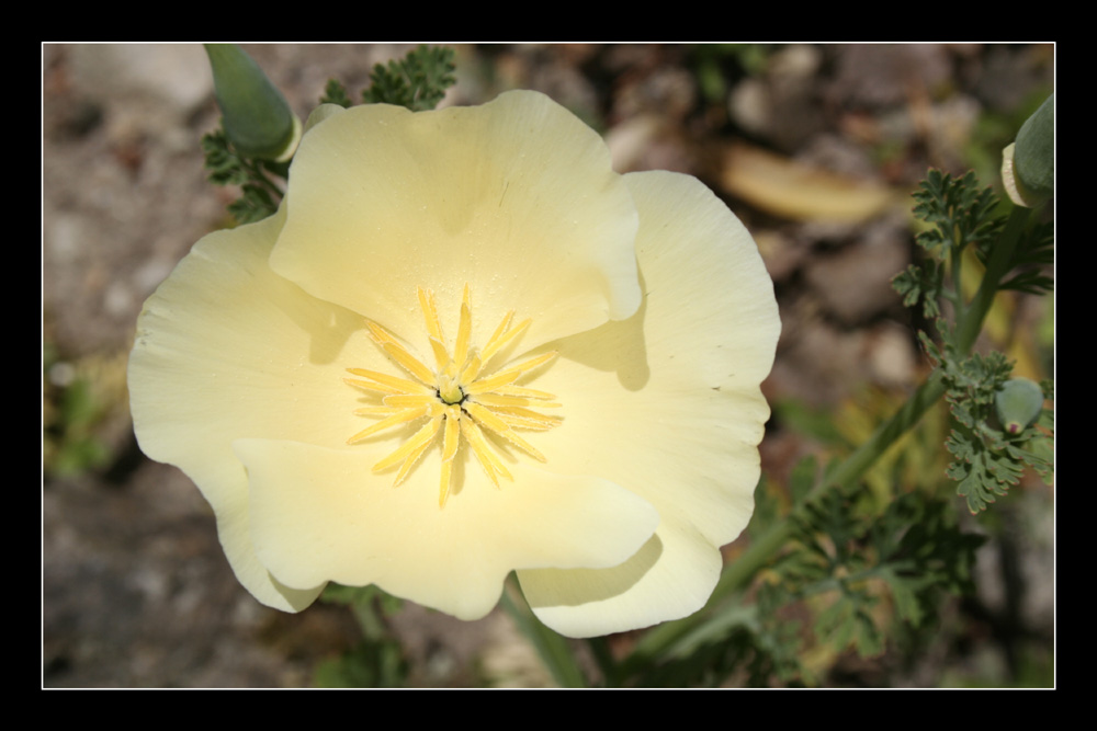 Gelber Mohn