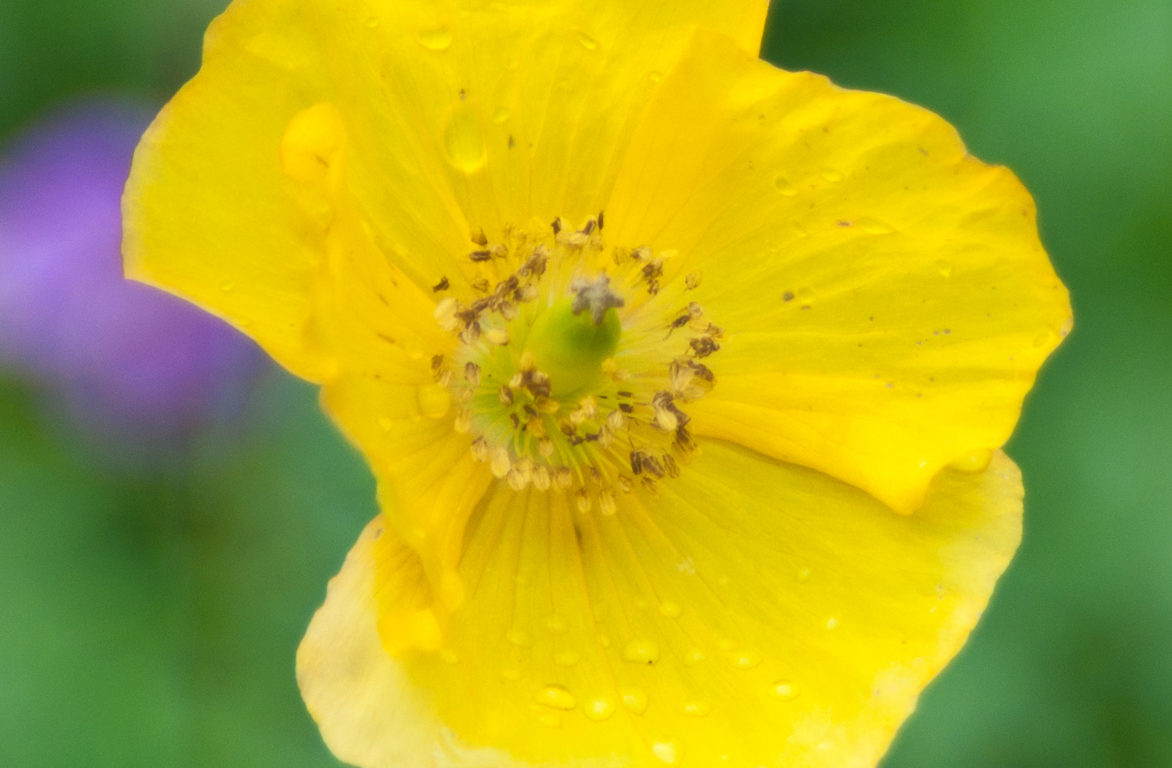 Gelber Mohn