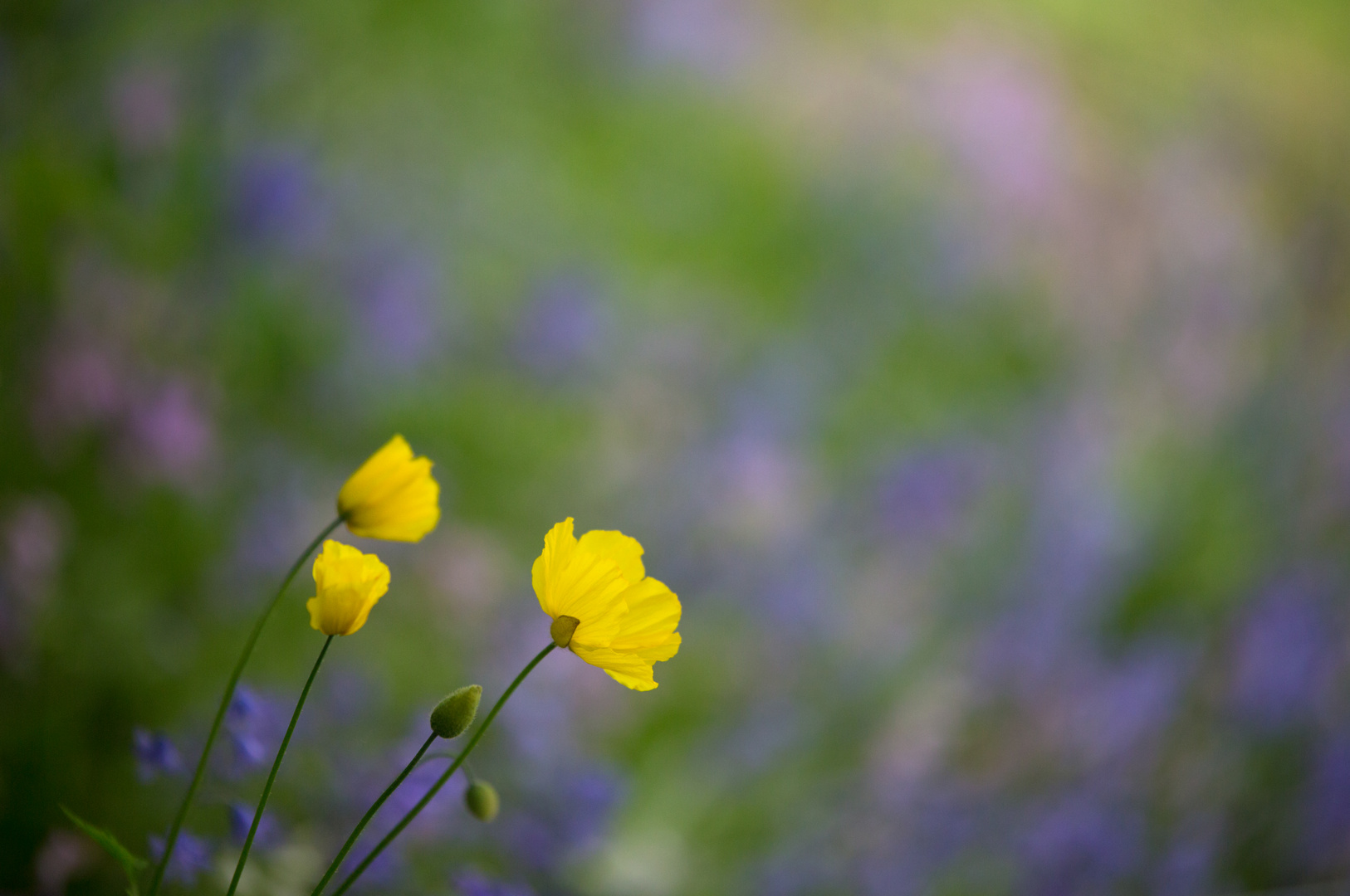 Gelber Mohn