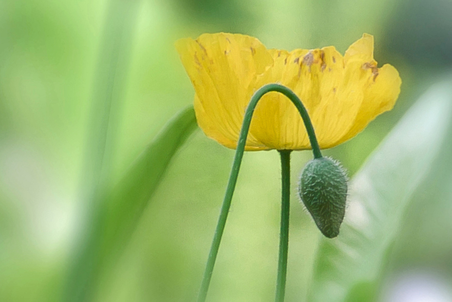 gelber Mohn....