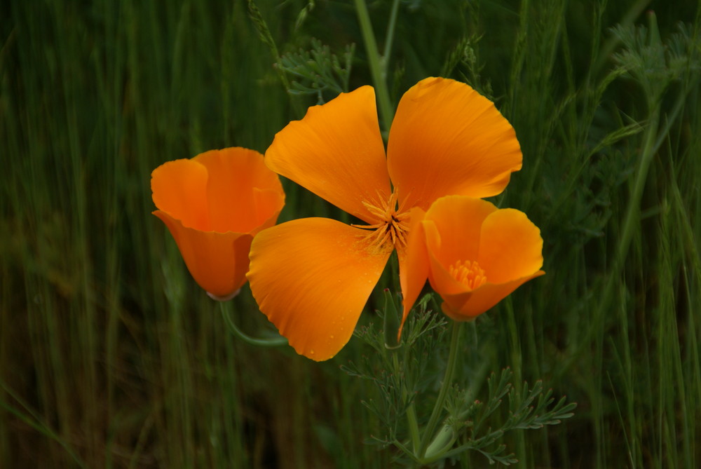 Gelber Mohn