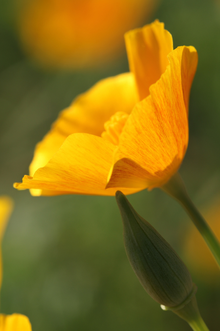 gelber Mohn