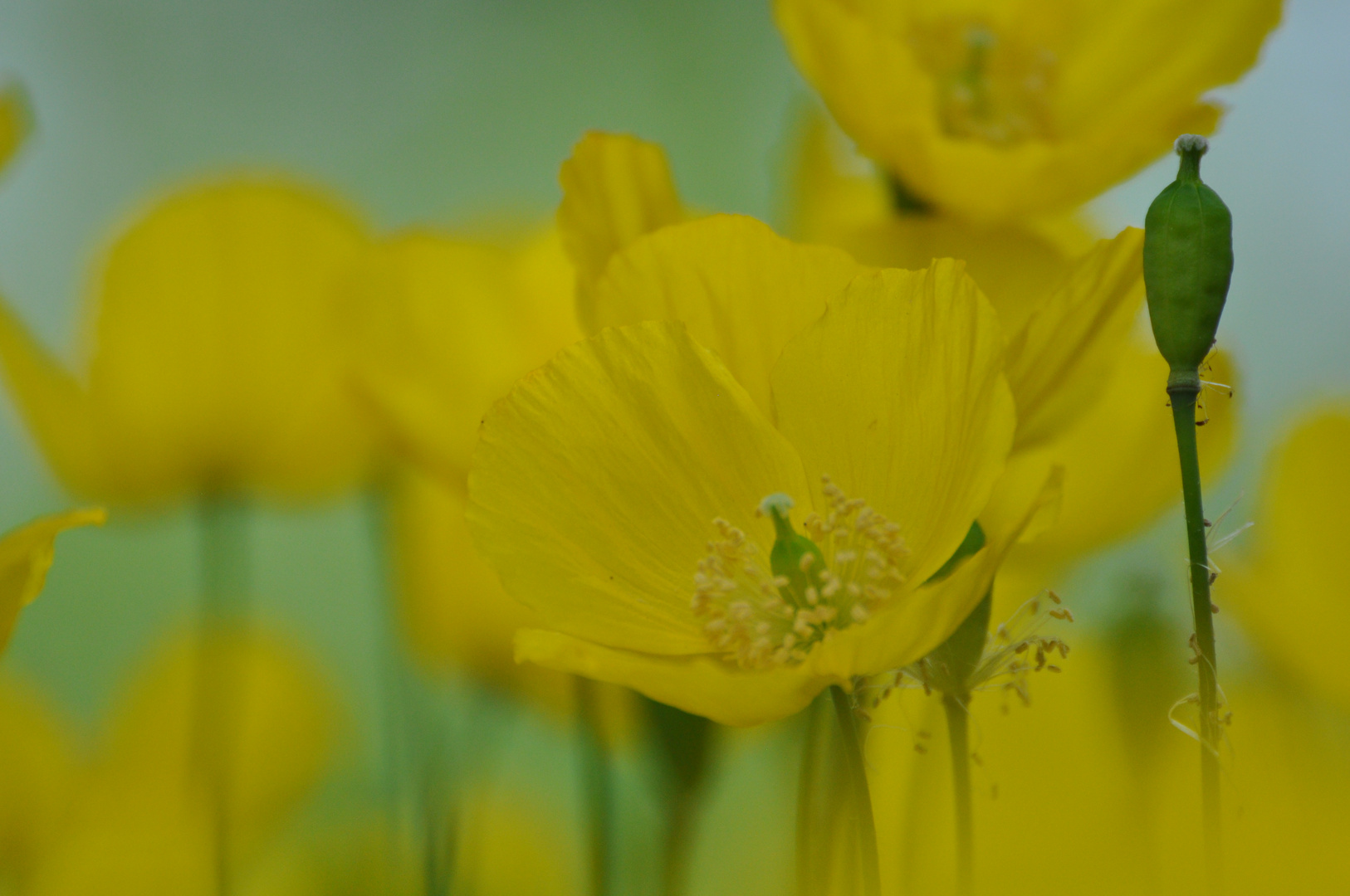 gelber Mohn