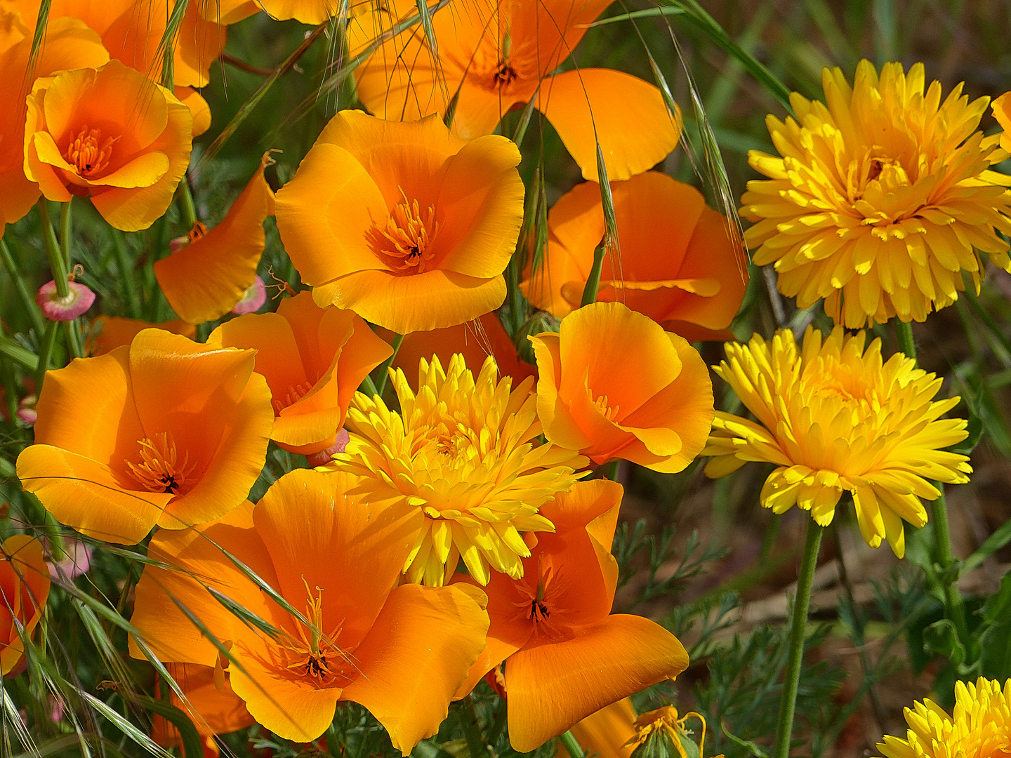  Gelber Mohn 