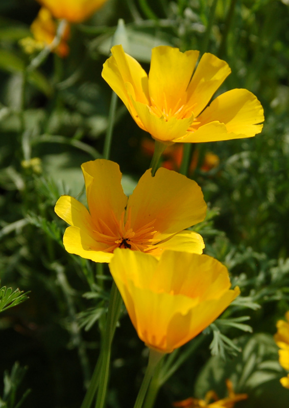 Gelber Mohn