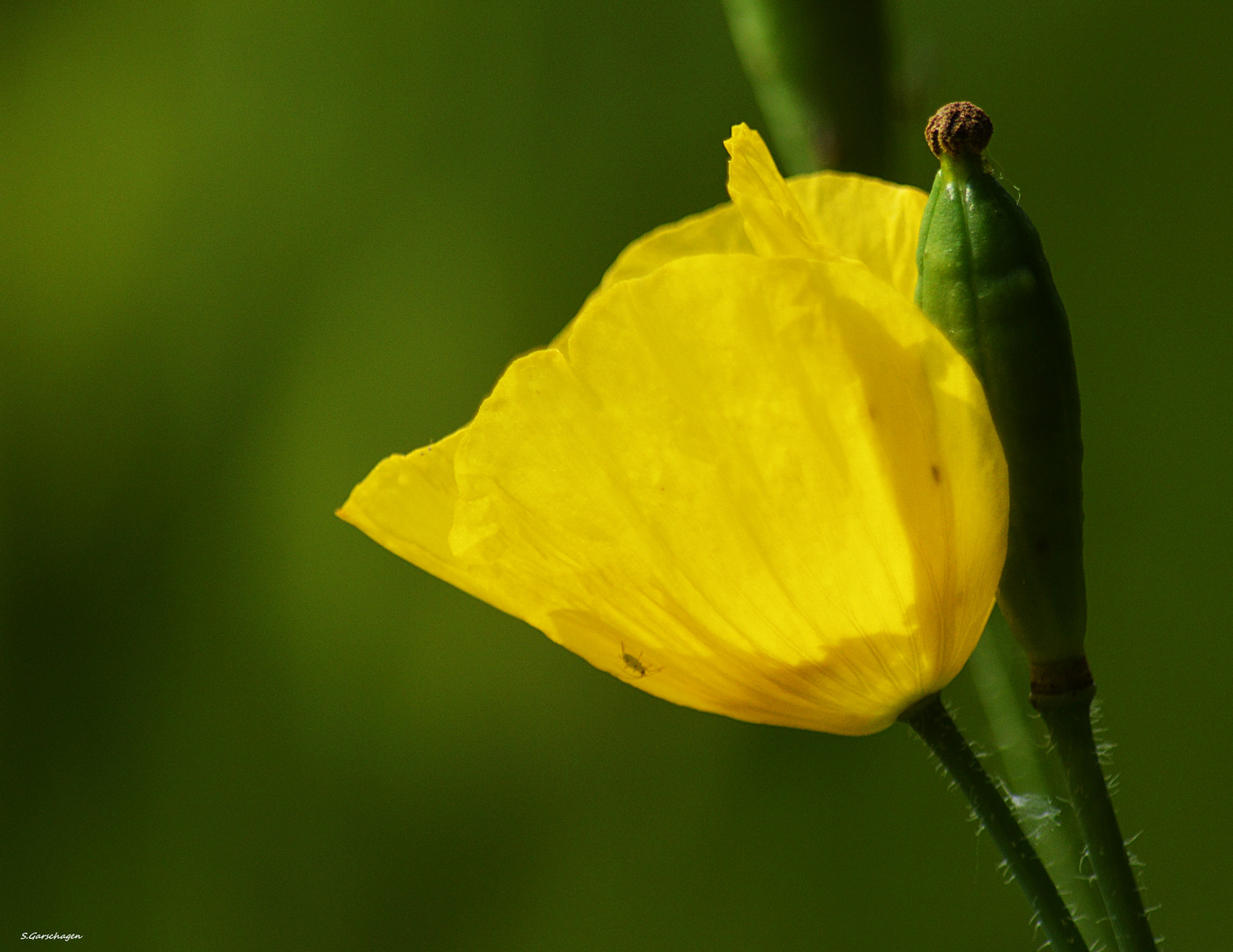 Gelber Mohn