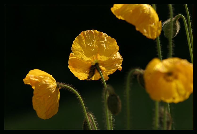 Gelber Mohn...