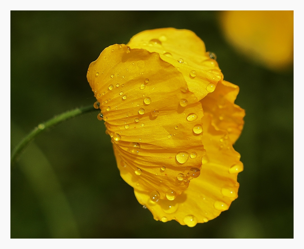 Gelber Mohn