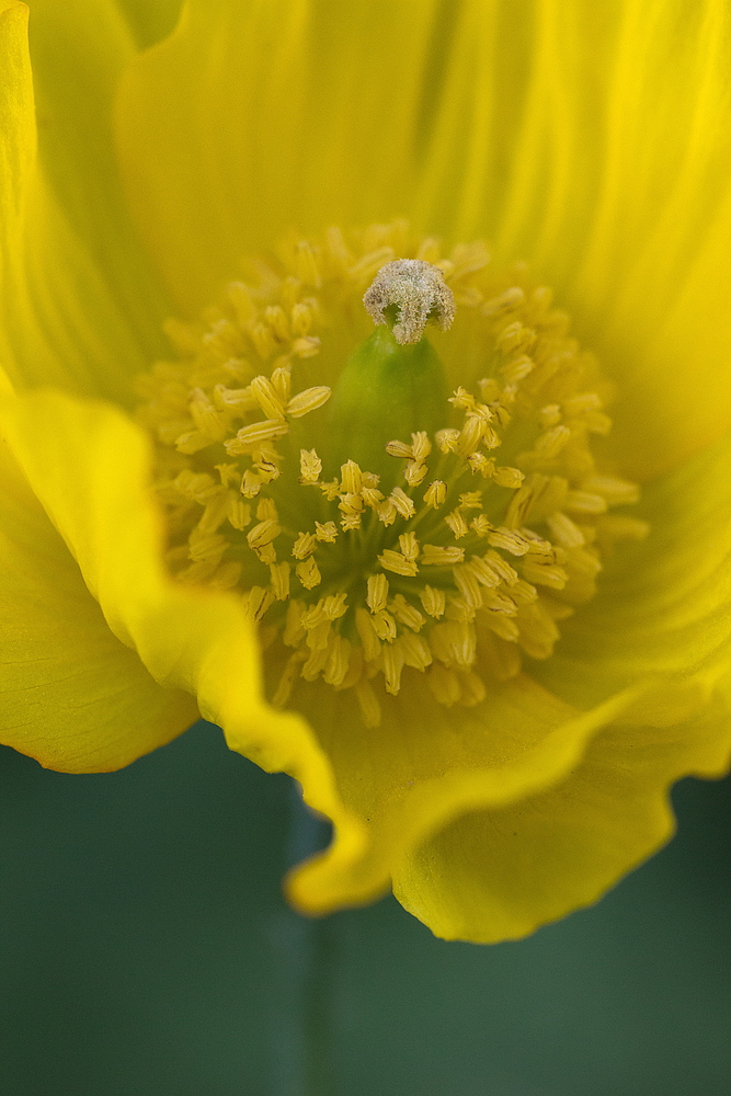 gelber Mohn