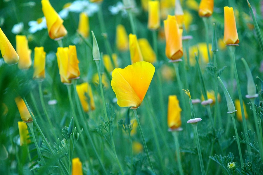 gelber Mohn