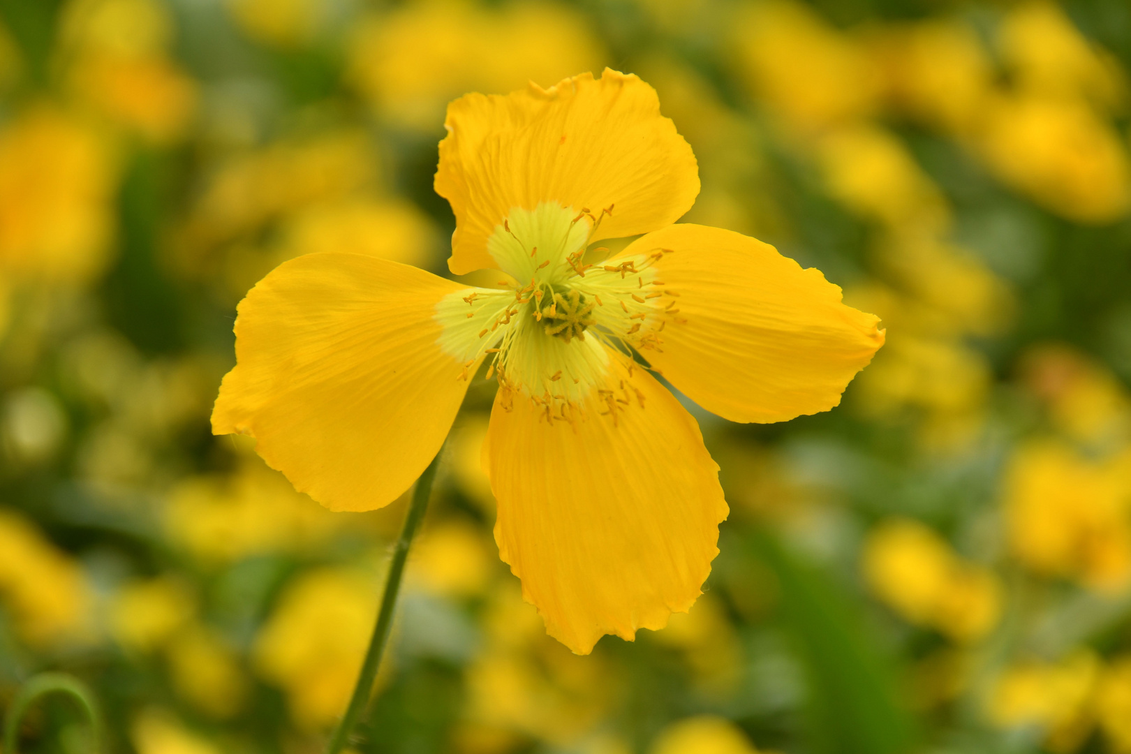 Gelber Mohn