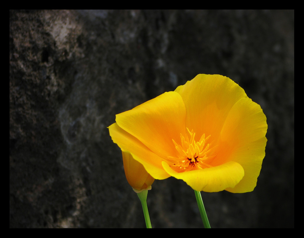 Gelber Mohn am Fels