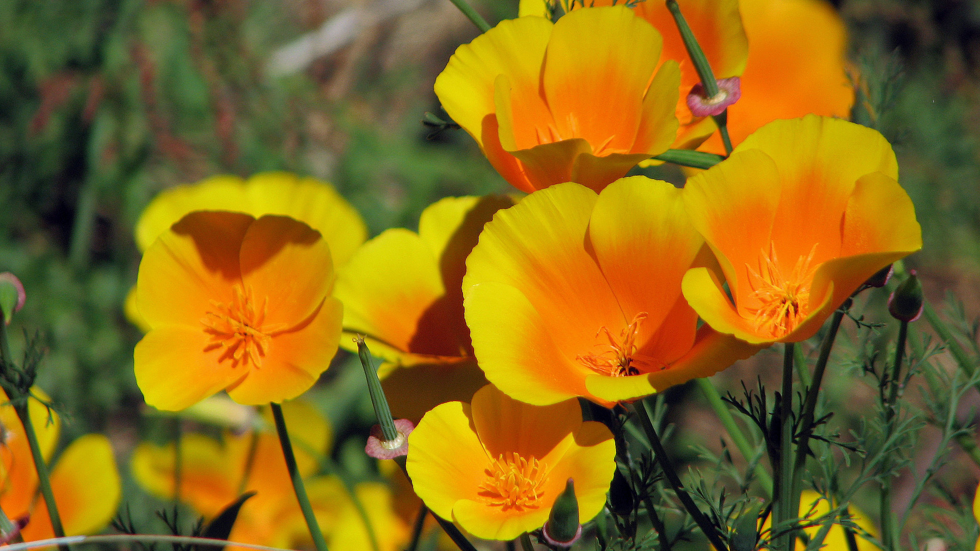 Gelber Mohn auf Teneriffa