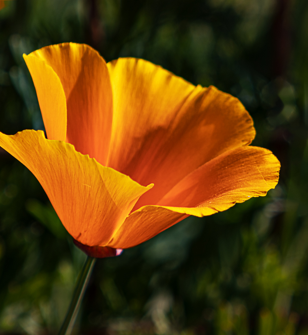 Gelber Mohn