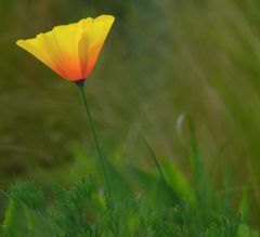 Gelber Mohn