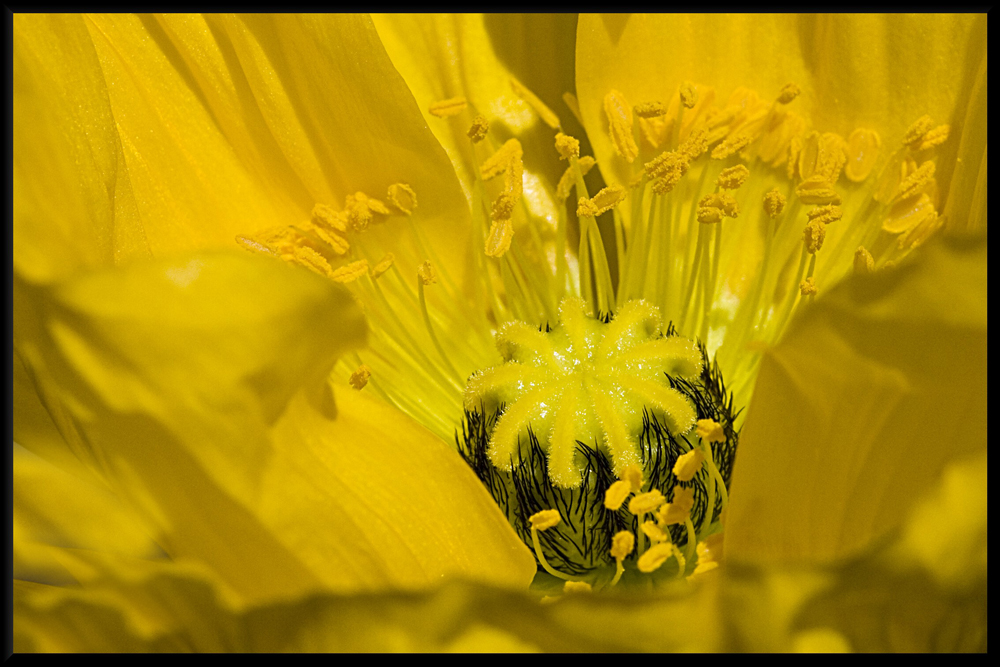 Gelber Mohn