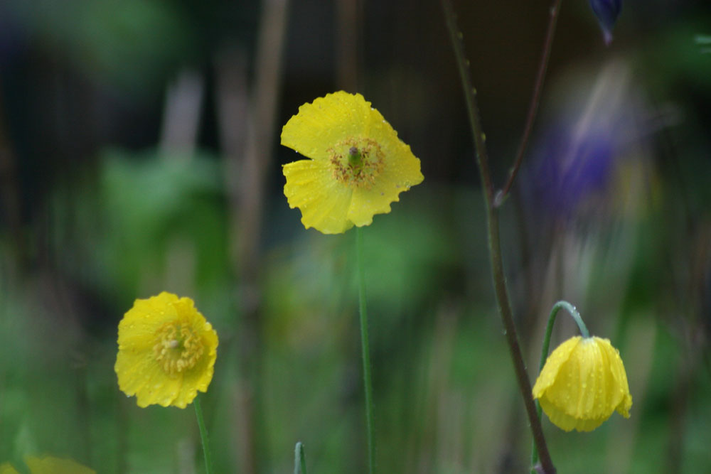 Gelber Mohn bei Regenwetter