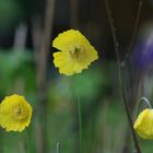 Gelber Mohn bei Regenwetter